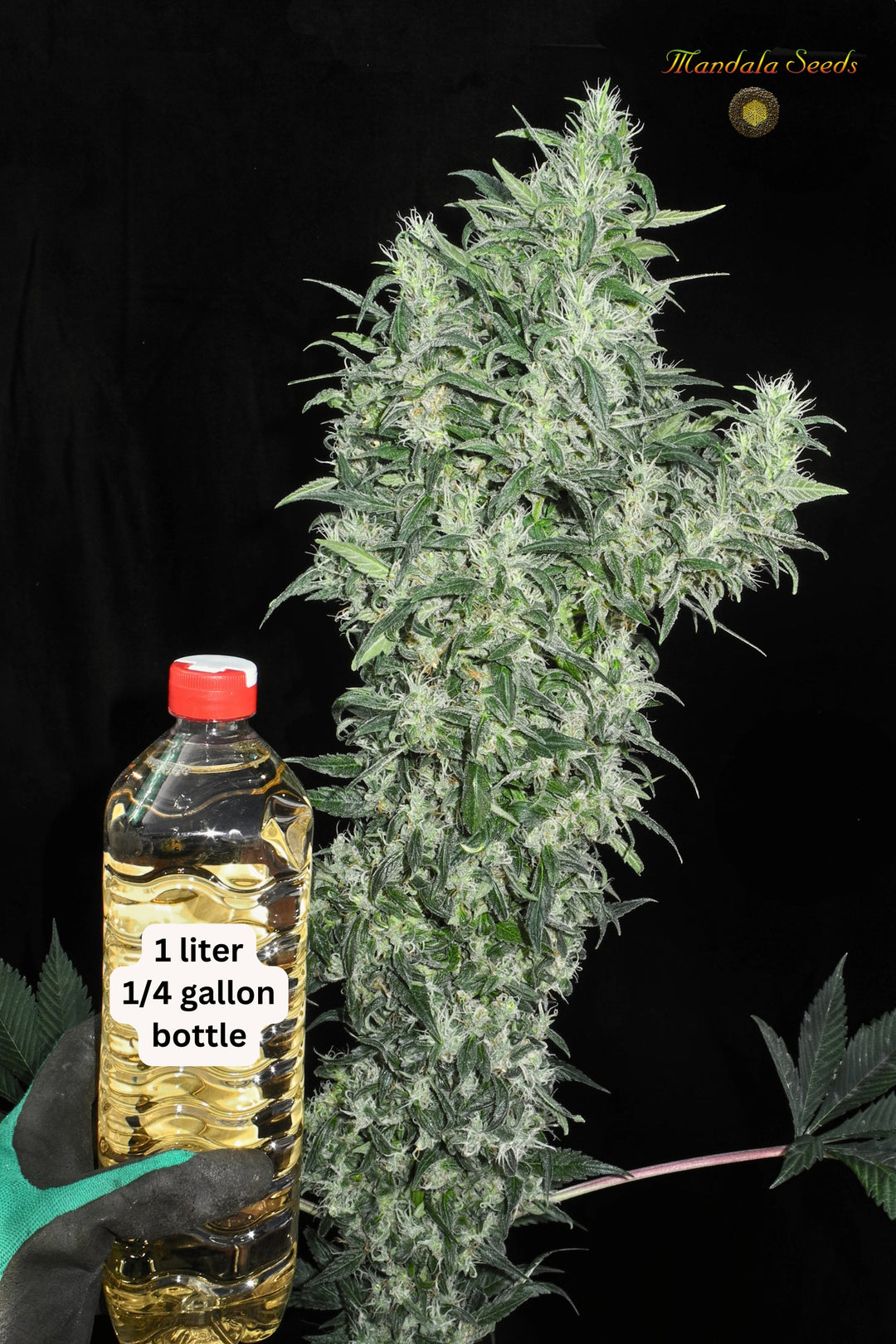 Superlicious Sativa