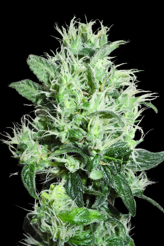 Superlicious Sativa