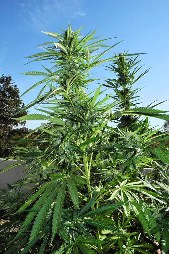 Superlicious Sativa