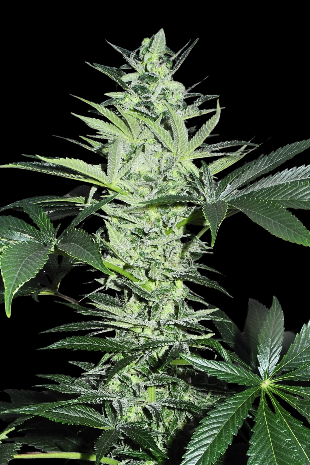 Superlicious Sativa
