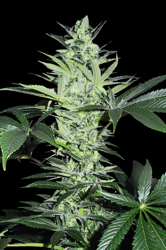 Superlicious Sativa