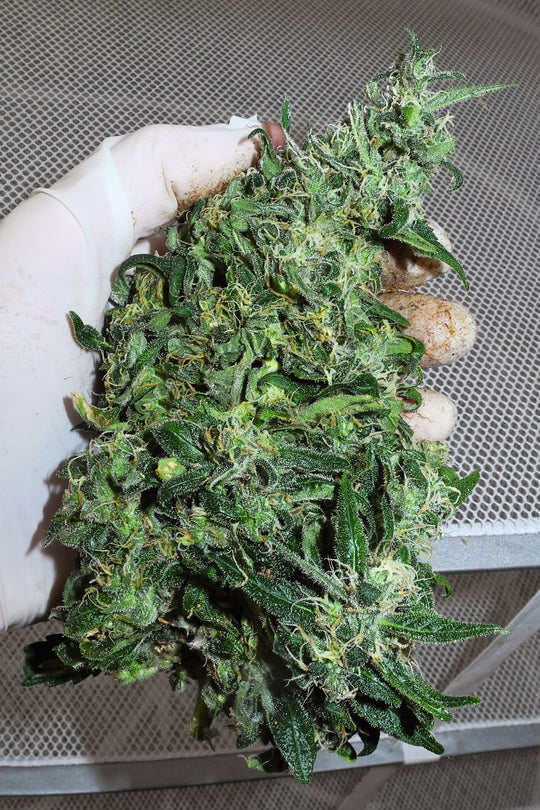 Superlicious Sativa