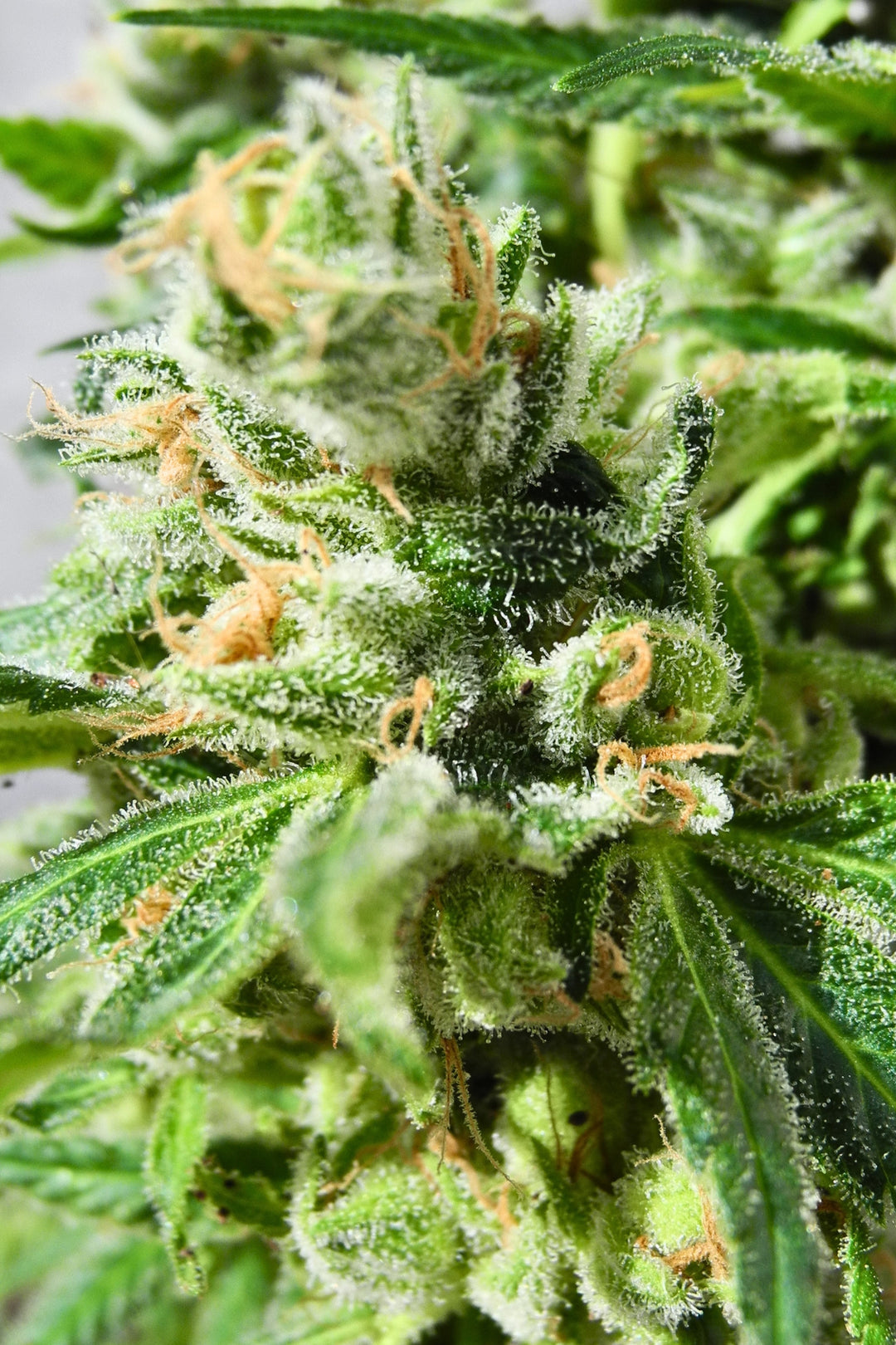 Superlicious Sativa