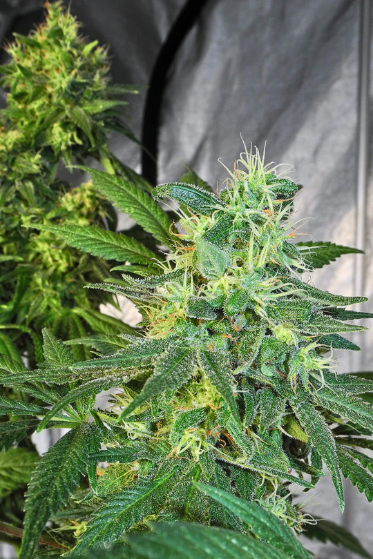 Superlicious Sativa