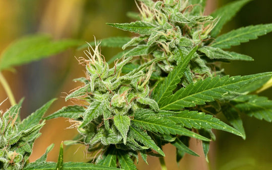 White Bhutanese