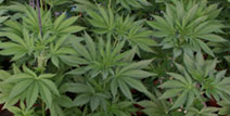Marijuana Fertilizing