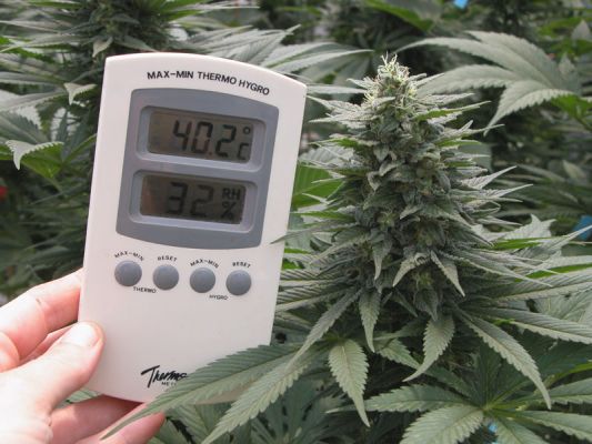 при какой температуре растят марихуану