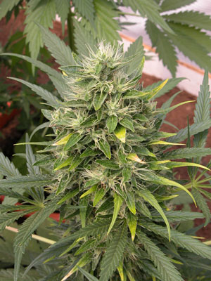 Marijuana Bud Mold